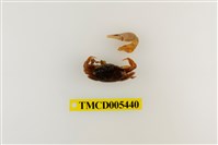 藏品(弧邊管招潮蟹)的圖片